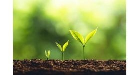 ESSENTIAL OILS: THE BASICS, PART 2- HOW DO ESSENTIAL OILS WORK? (Guest post from Nicole Simpkins, Wine Country Botanicals)